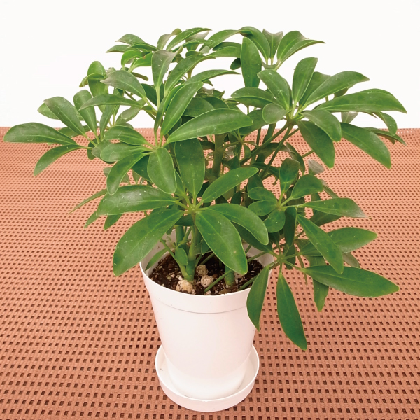 観葉植物 テーブル観葉 シェフレラホンコン　コンパクタ ３号鉢 1鉢
