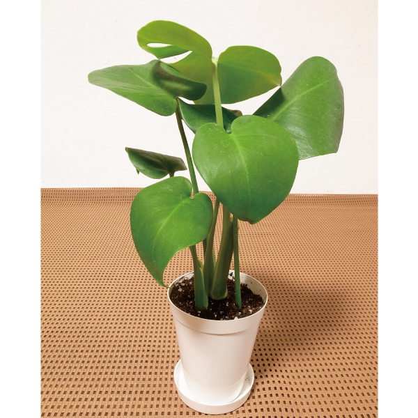 観葉植物 テーブル観葉 モンステラ ３号鉢 1鉢