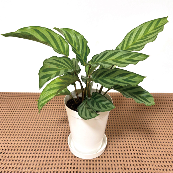 観葉植物 テーブル観葉 カラテア　フレディー ３号鉢 1鉢