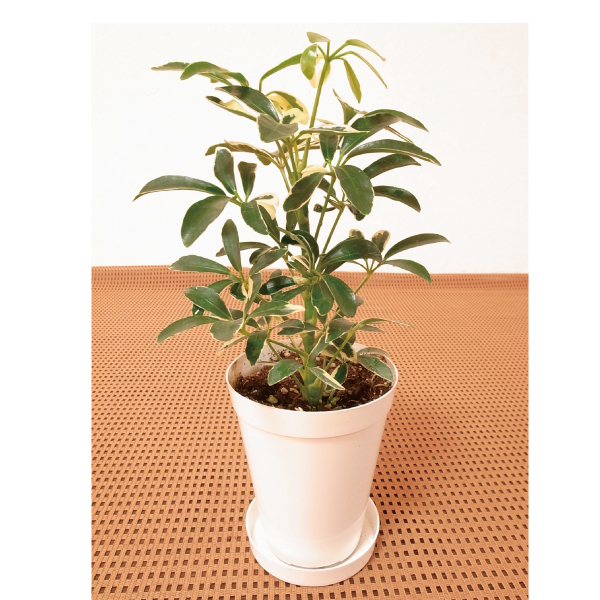 観葉植物 テーブル観葉 シェフレラ　ムーンドロップ ３号鉢 1鉢