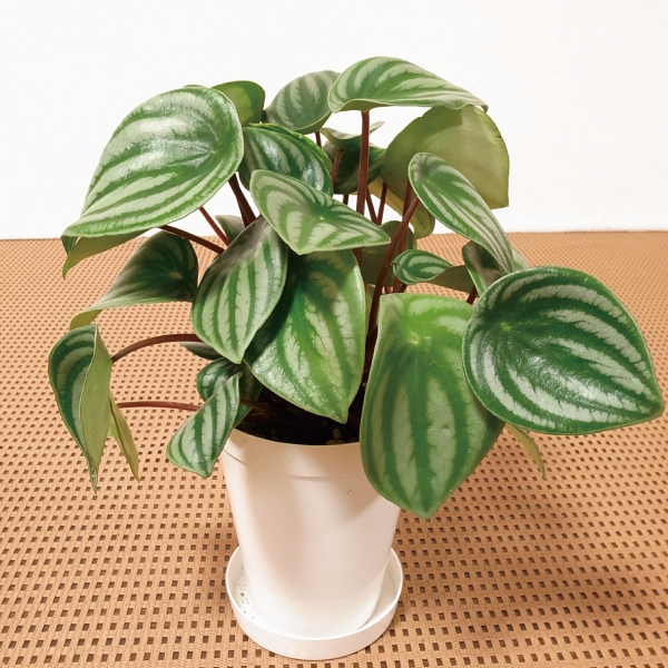 観葉植物 テーブル観葉 スイカペペ ３号鉢 1鉢
