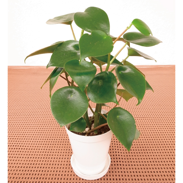 観葉植物 テーブル観葉 ペペロミア　ジェイド ３号鉢 1鉢