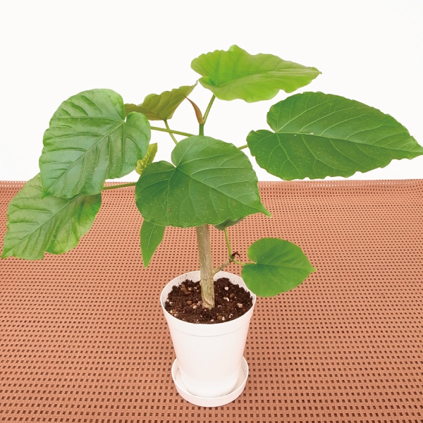 観葉植物 テーブル観葉 フィッカス　ウンベラータ ３号鉢 1鉢
