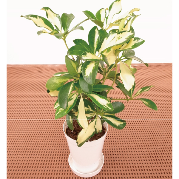 観葉植物 テーブル観葉 シェフレラ　トリネッティー ３号鉢 1鉢