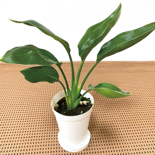 観葉植物 テーブル観葉 ストレリチア　レギネ ３号鉢 1鉢