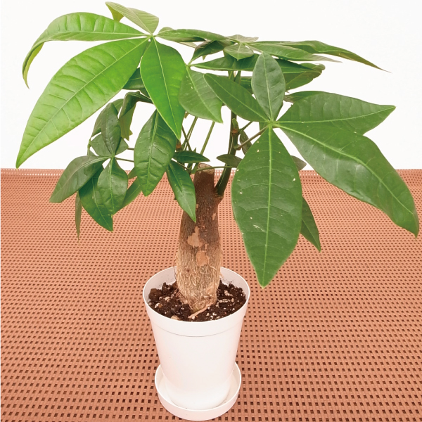 観葉植物 テーブル観葉 パキラ ３号鉢 1鉢