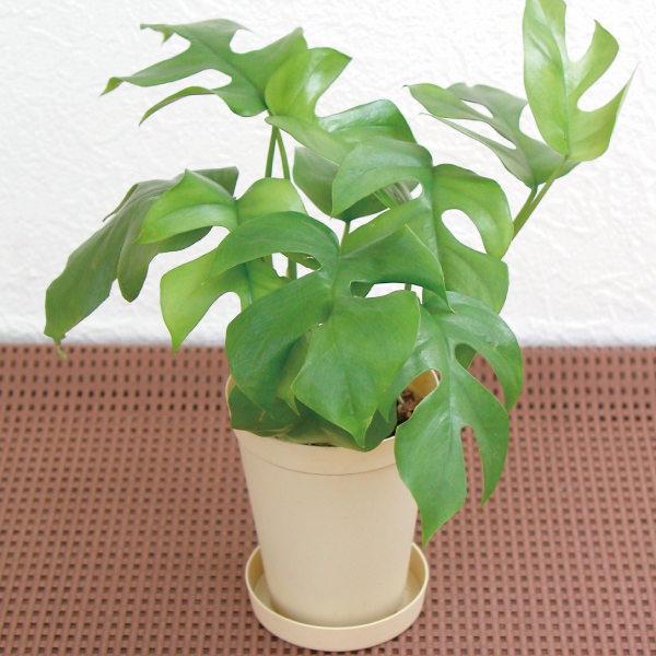 観葉植物 テーブル観葉 ヒメモンステラ ３号鉢 1鉢