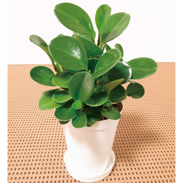 観葉植物 テーブル観葉 ペペロミア　グリーン ３号鉢 1鉢