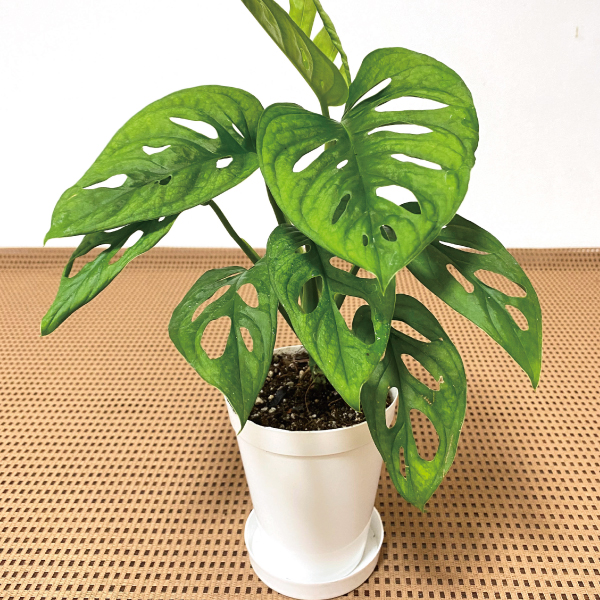 観葉植物 テーブル観葉 マドカズラ ３号鉢 1鉢