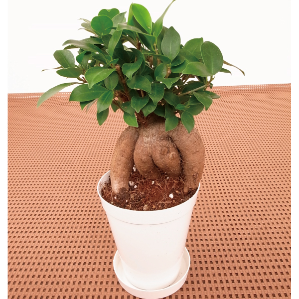 観葉植物 テーブル観葉 ガジュマル ３号鉢 1鉢