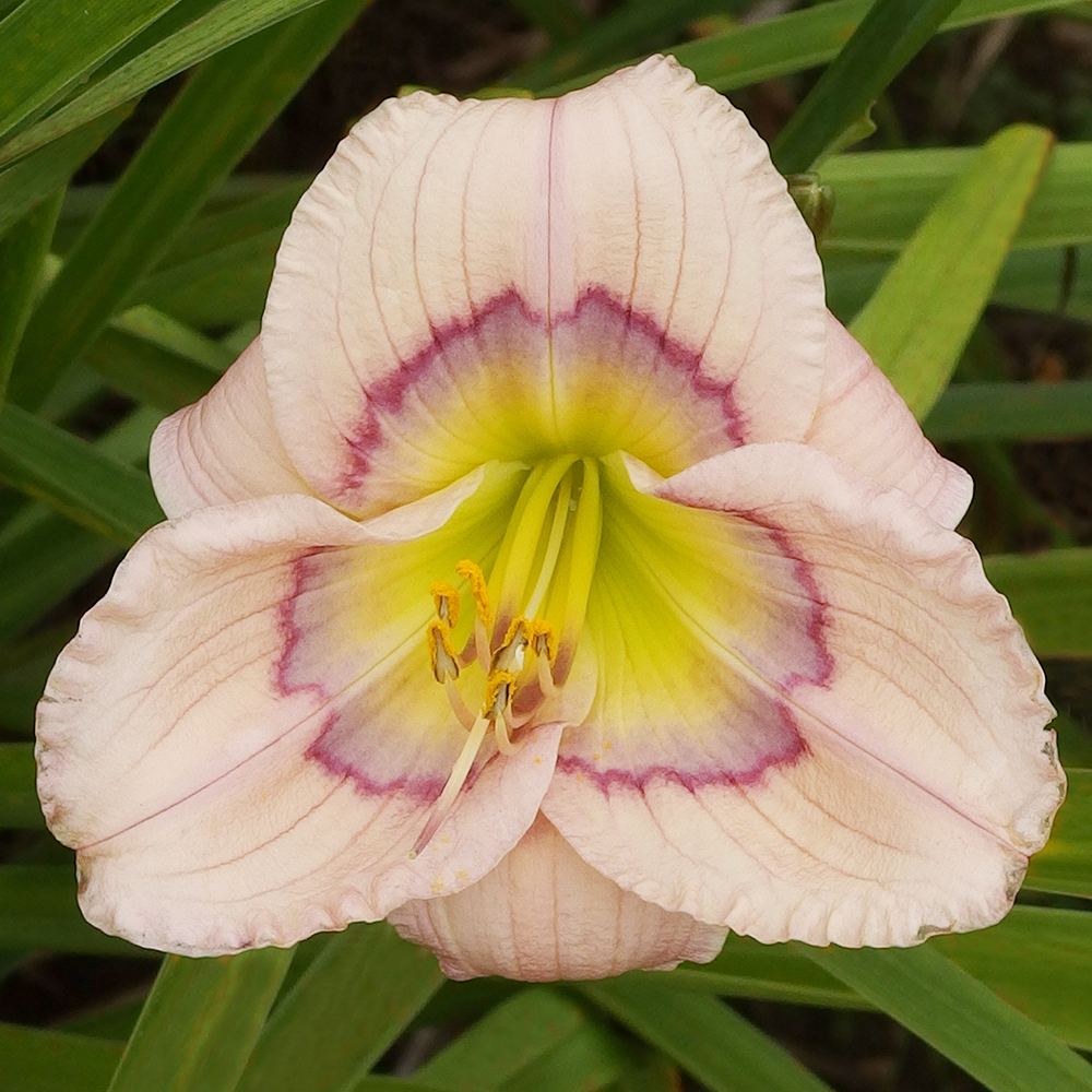 花苗 ヘメロカリス シロームデビットキーチョフ 1株