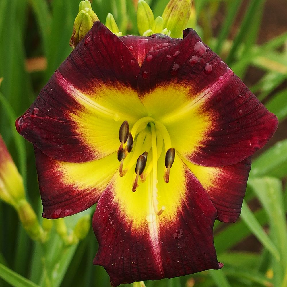 花苗 ヘメロカリス ナイトビーコン 1株