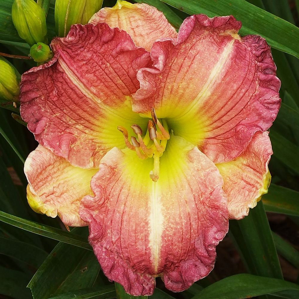 花苗 ヘメロカリス タスカウィラタージマハル 1株