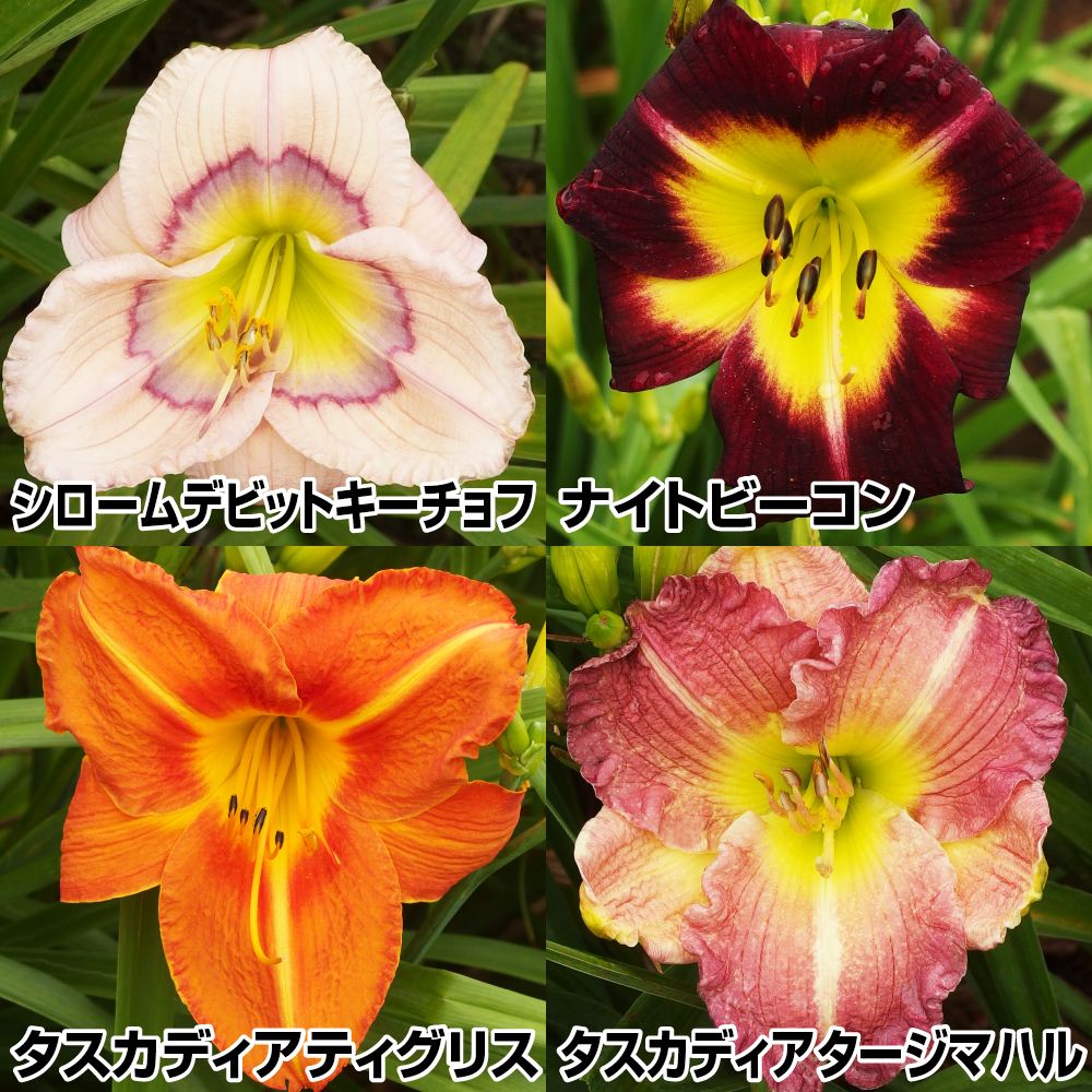 花苗 ヘメロカリス Aセット 4種4株