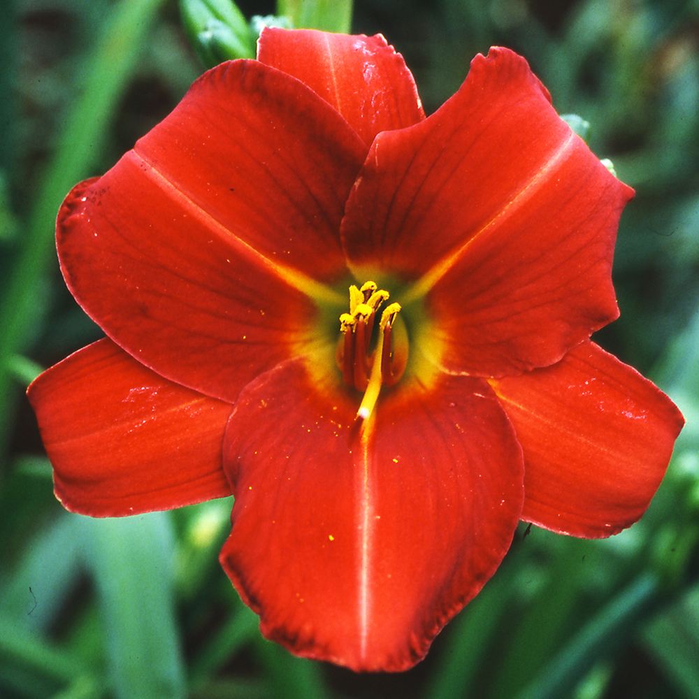 花苗 ヘメロカリス ブラッドライン 1株