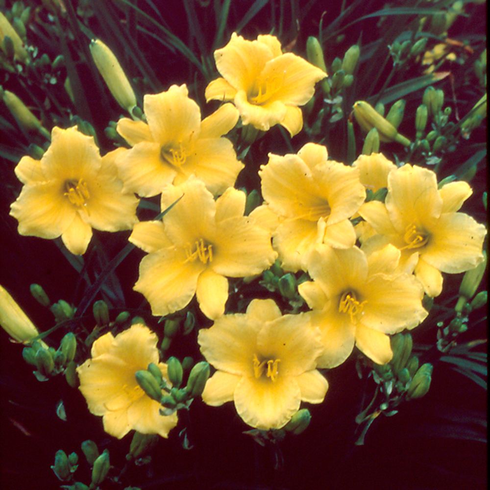 花苗 ヘメロカリス ステラデオロ 1株