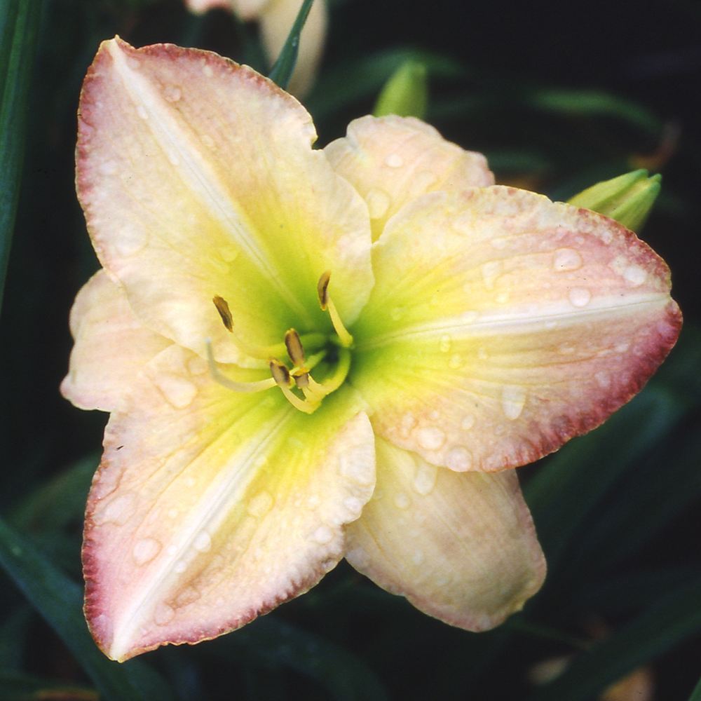 花苗 ヘメロカリス ヤルタ 1株