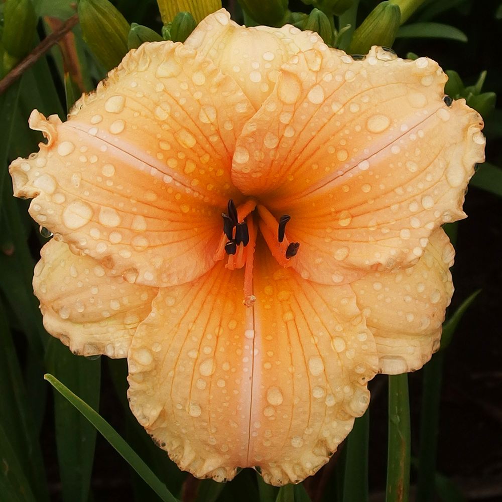 花苗 ヘメロカリス コーラルドーン 1株