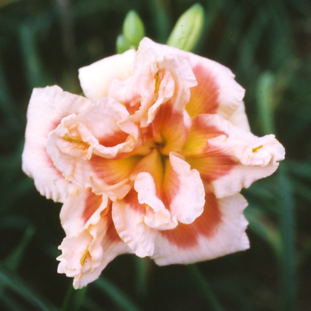 花苗 ヘメロカリス フォーティンセカンドストリート 1株