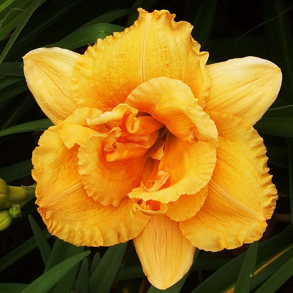 花苗 ヘメロカリス カントリープライド 1株