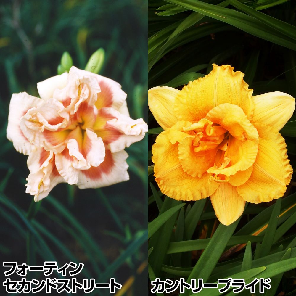 花苗 ヘメロカリス Cセット 4種4株