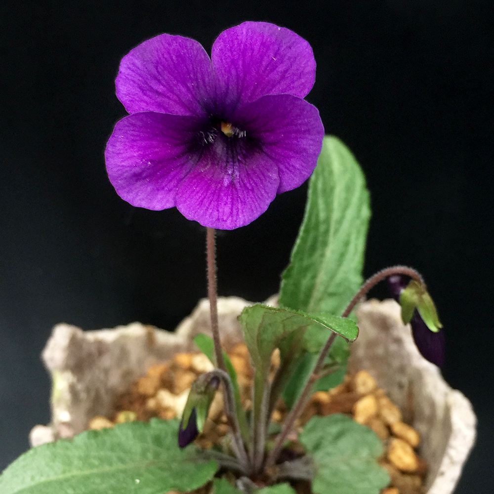 ラン・山野草 スミレ 富士明神 2株