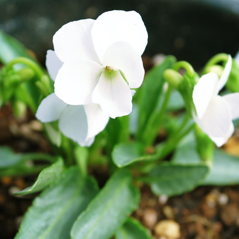 ラン・山野草 スミレ 初雪 2株