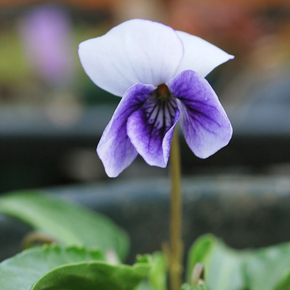 ラン・山野草 スミレ 二色あつばスミレ 2株