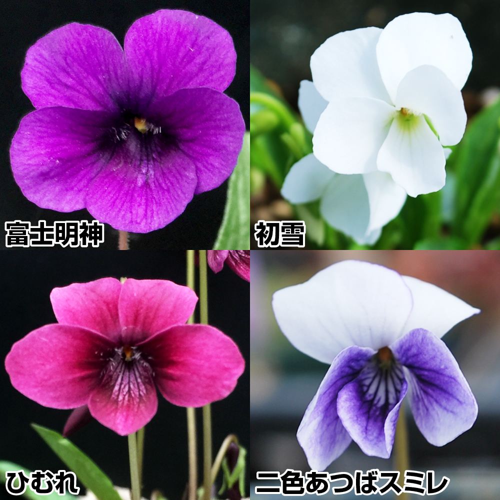 ラン・山野草 スミレ スミレセット 4種4株
