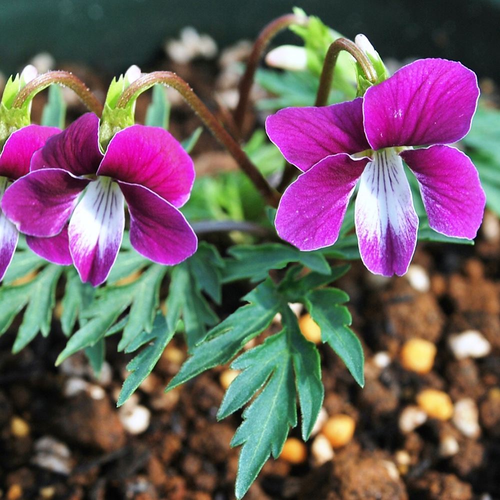 ラン・山野草 スミレ 紅鶴 2株