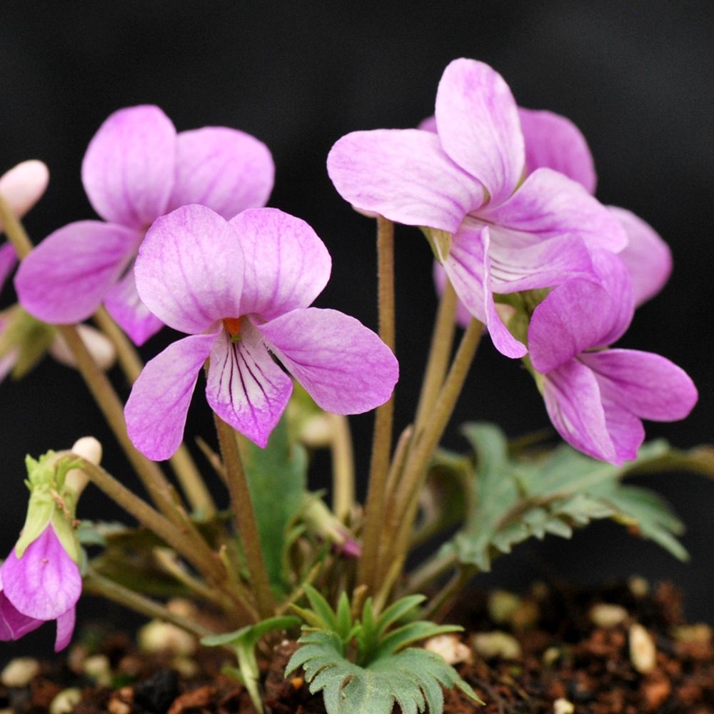 ラン・山野草 スミレ 春らんまん 2株