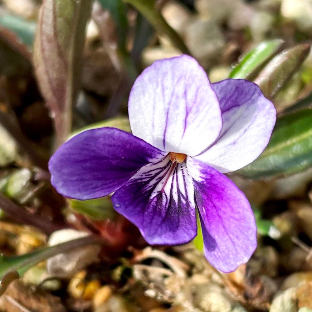 ラン・山野草 スミレ アツバアナマスミレ 2株