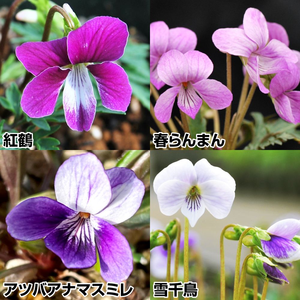 ラン・山野草 スミレ 交配種スミレセット 4種4株