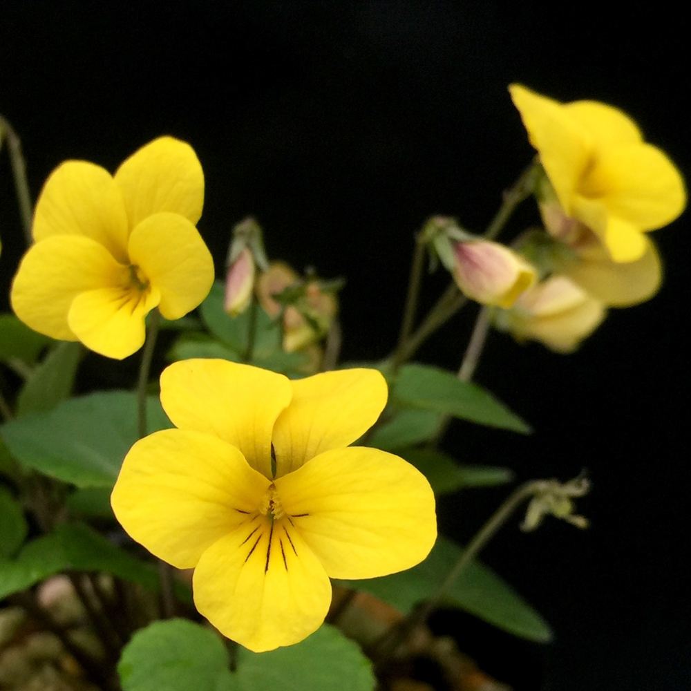 ラン・山野草 スミレ キスミレ 2株