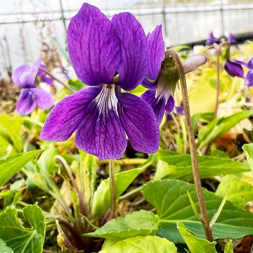 ラン・山野草 スミレ リュウキュウコスミレ 2株