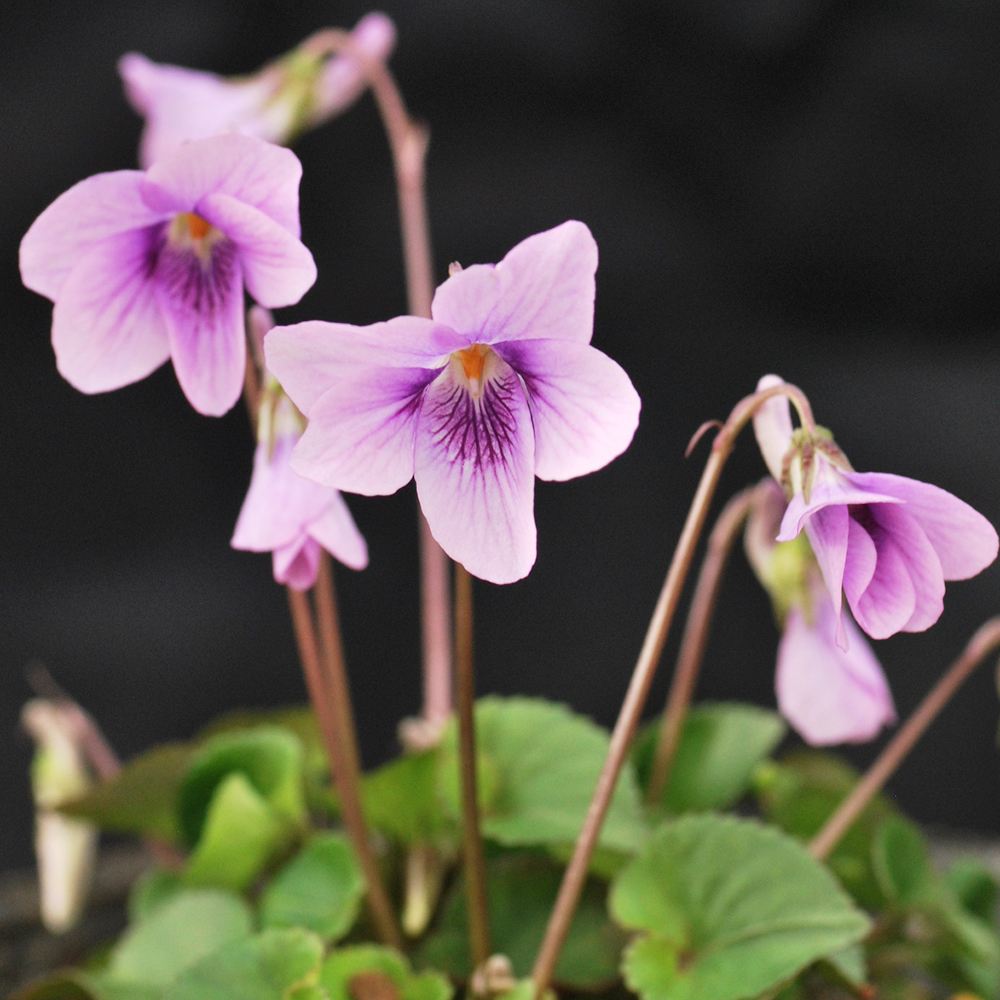 ラン・山野草 スミレ サクラタチツボスミレ 2株