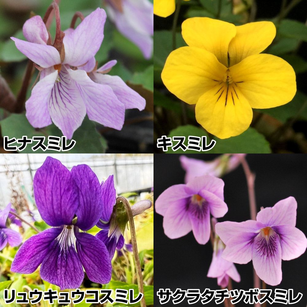 ラン・山野草 スミレ 原種スミレセット 4種4株