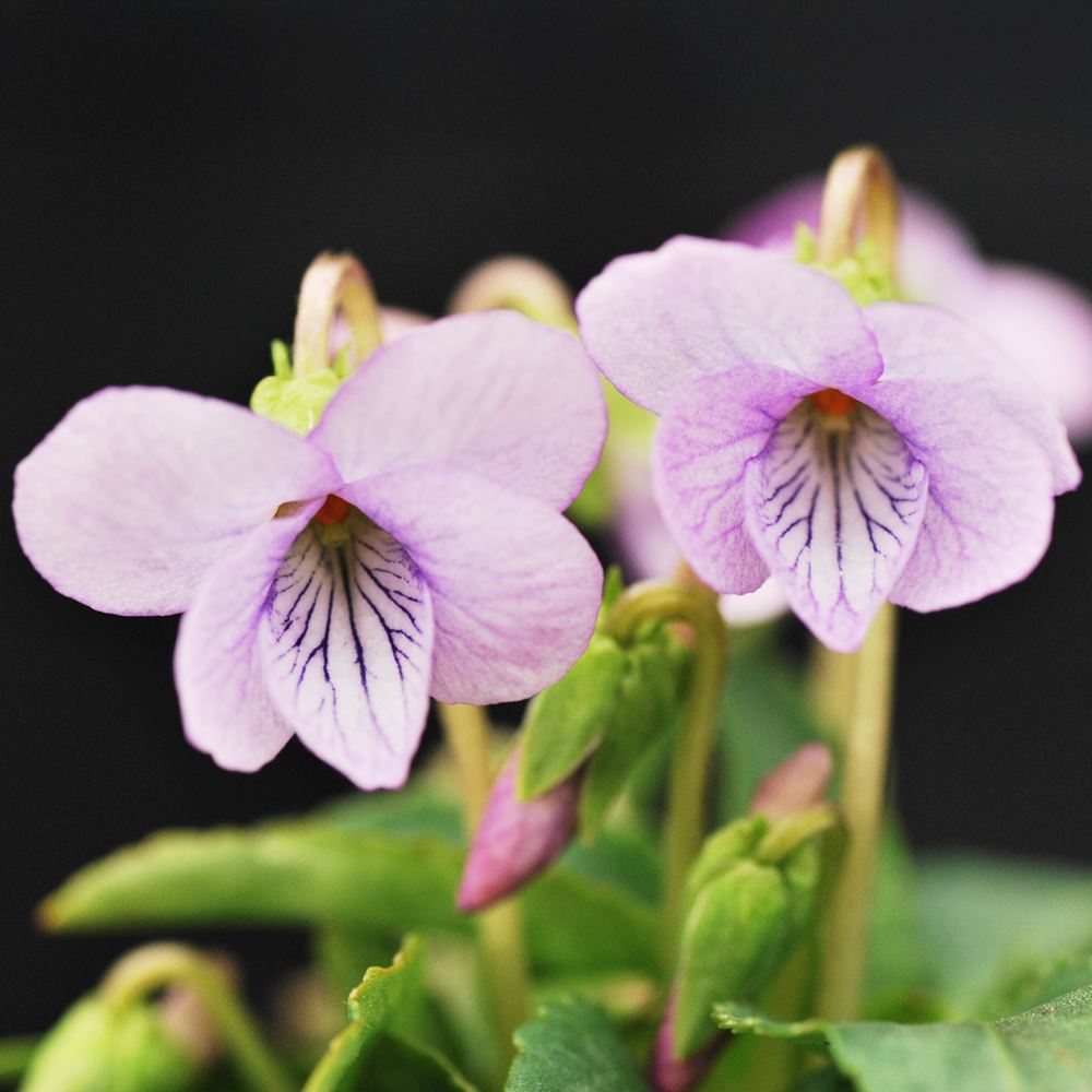 ラン・山野草 スミレ 薄白サキガケ 2株