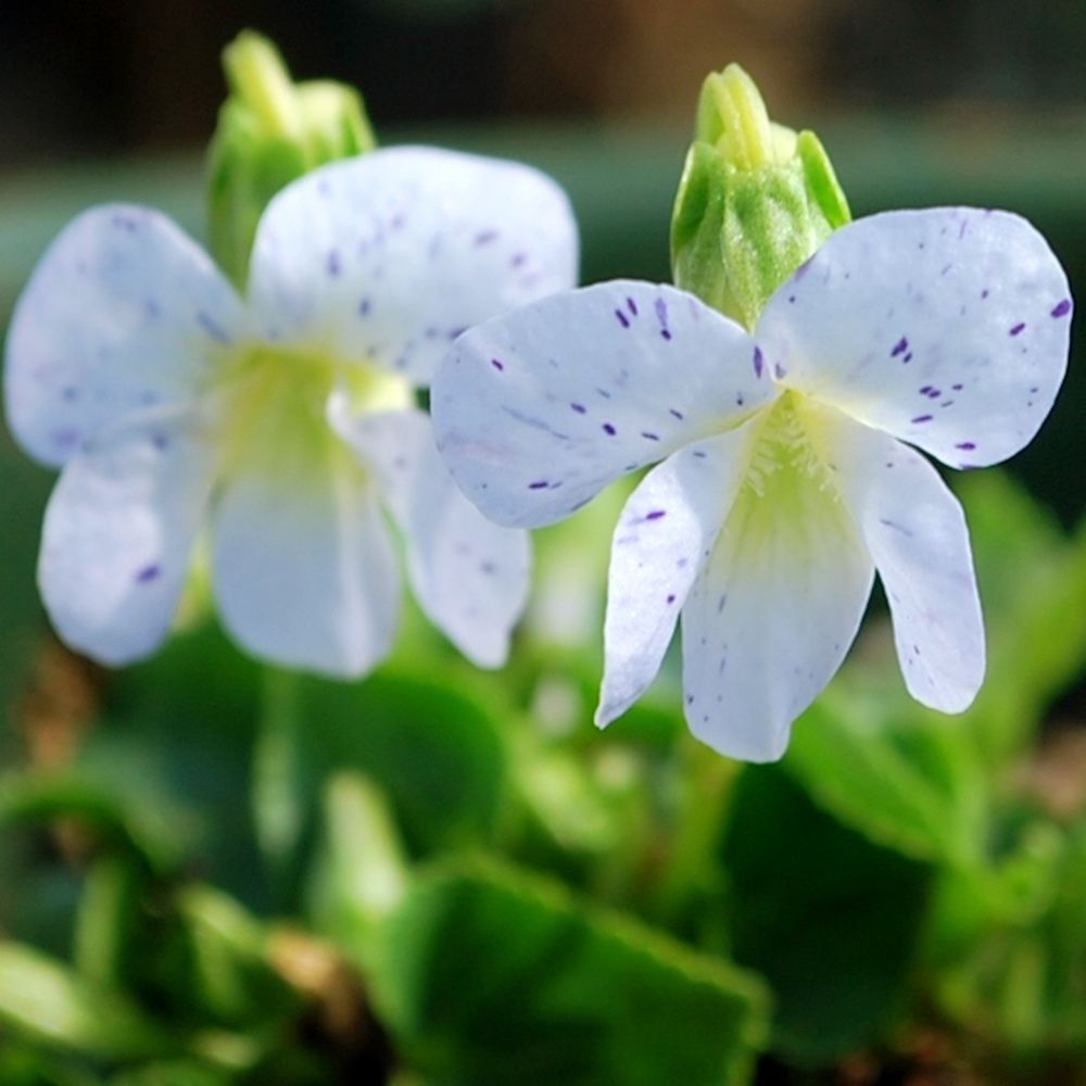 ラン・山野草 スミレ フレックルス 2株