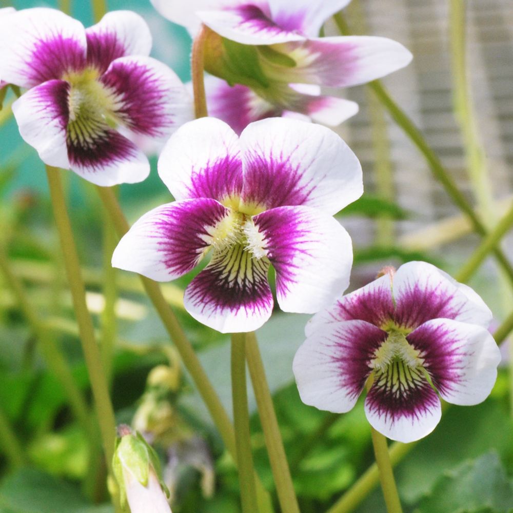 ラン・山野草 スミレ アリスウィター 2株