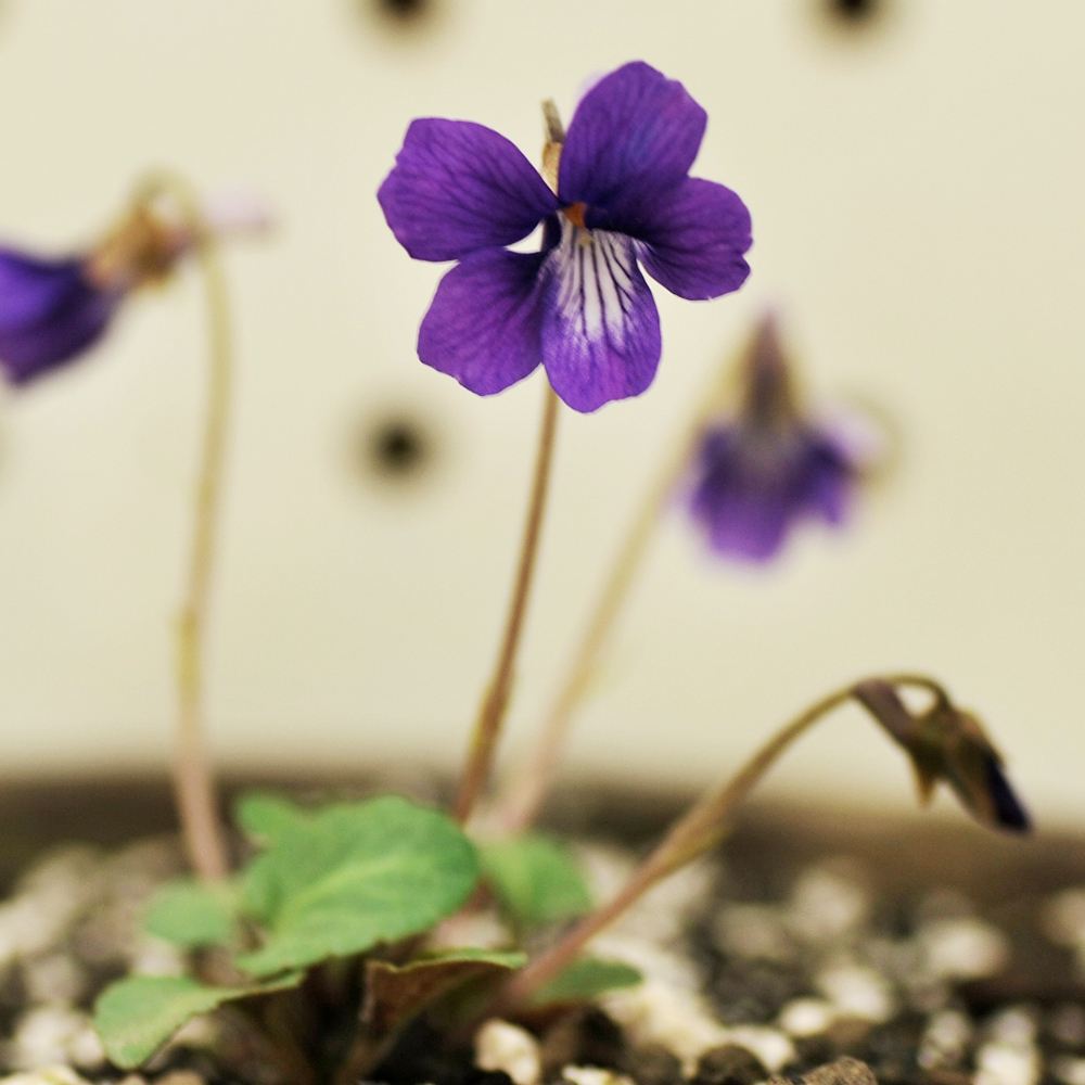ラン・山野草 スミレ 雲南スミレ 2株