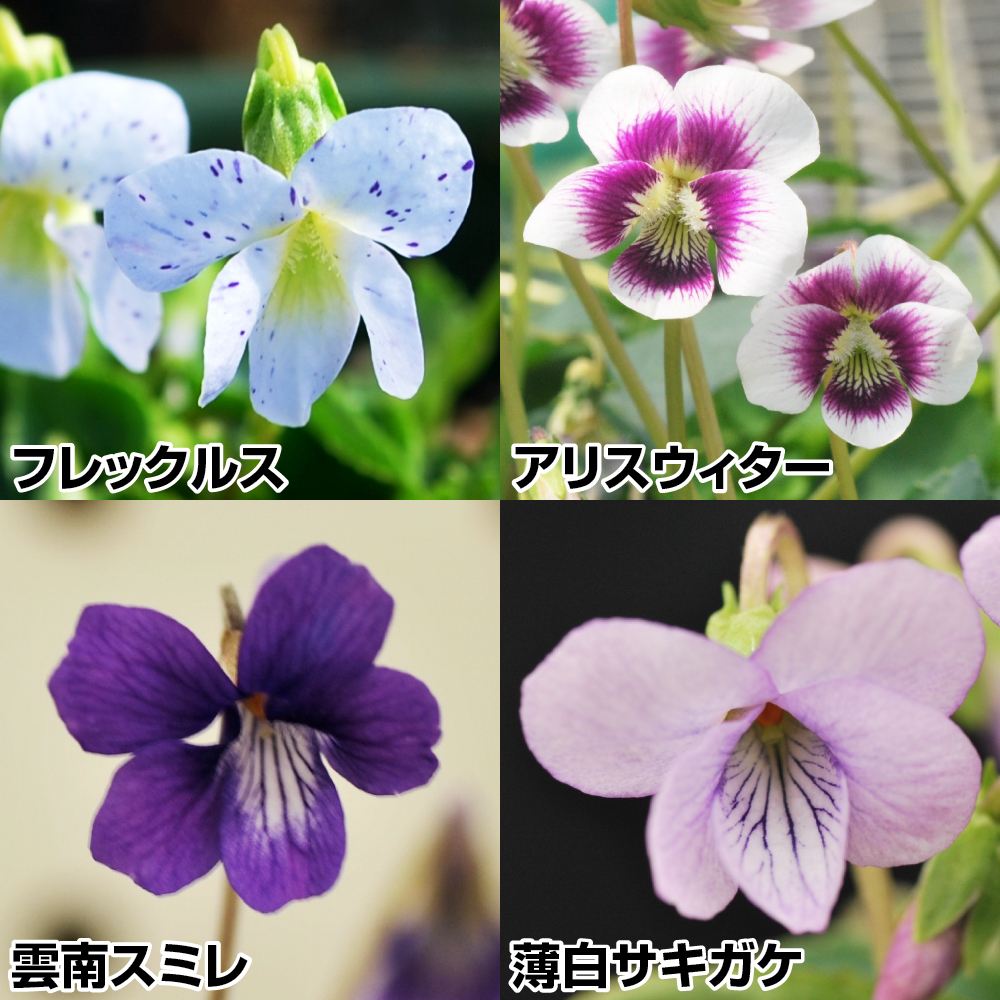 ラン・山野草 スミレ  海外のスミレセット ４種４株