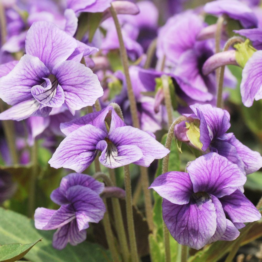 ラン・山野草 スミレ 八重咲きノジスミレ 2株