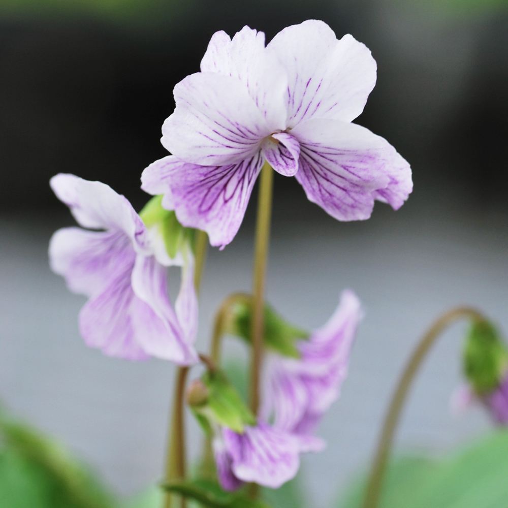 ラン・山野草 スミレ 白花コモロスミレ 2株