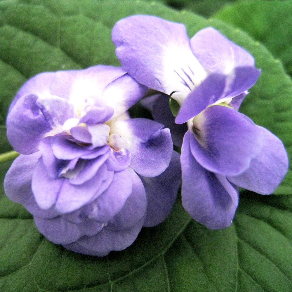 ラン・山野草 スミレ ダッチェスデパルメ 2株