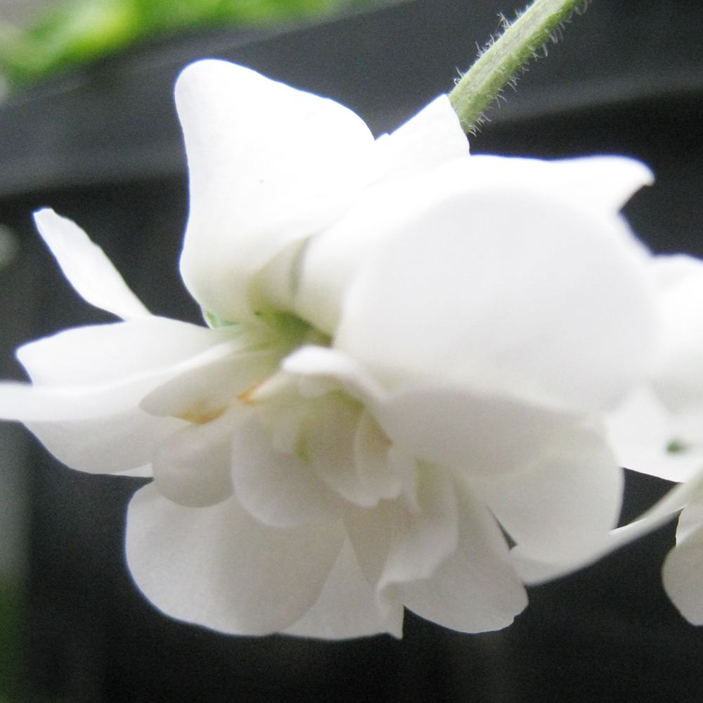 ラン・山野草 スミレ スワンリーホワイト 2株