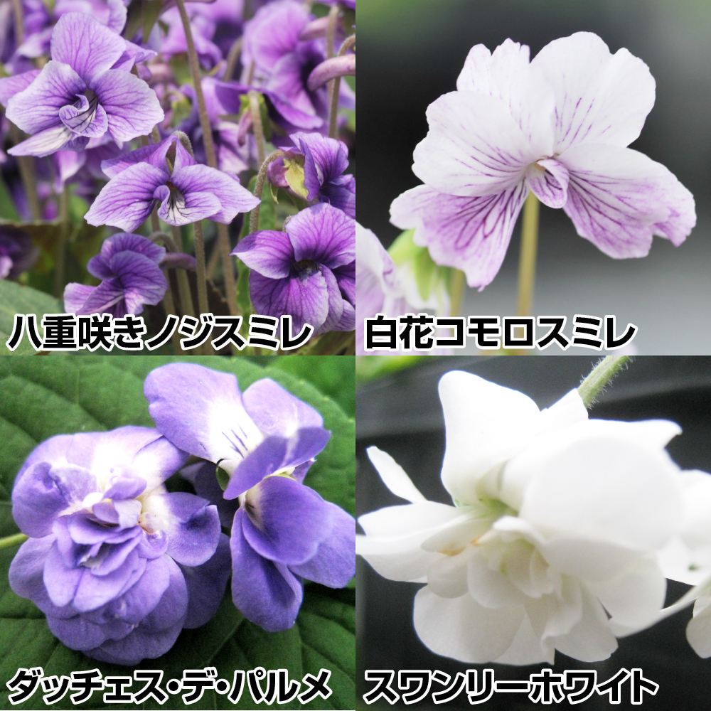ラン・山野草 スミレ 八重咲スミレセット 4種4株