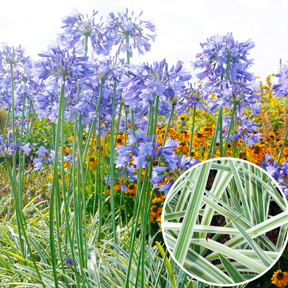 花苗 アガパンサス シルバームーン