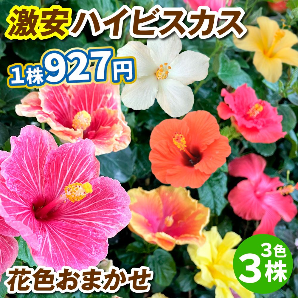 国華園オンラインショップ / 花苗 激安 ハイビスカス おまかせ 開花株