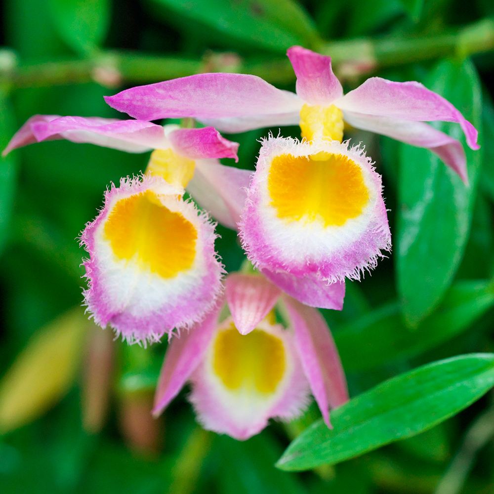 ラン・山野草 セキコク ロディゲシー 1株 デンドロビウム デンドロビューム